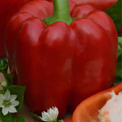 CAPSICUM ANNUUM - BLOCKY PEPPER Robertina