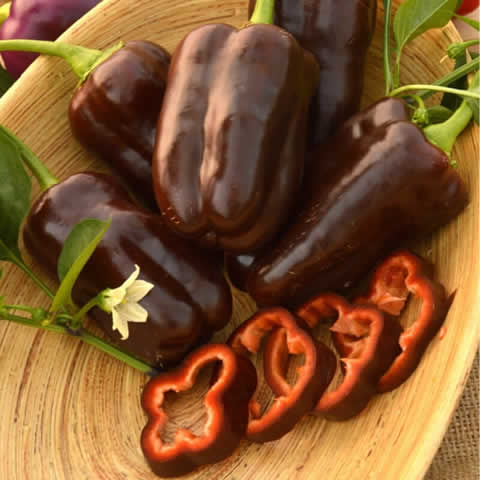CAPSICUM ANNUUM - SWEET PEPPER Chocolate