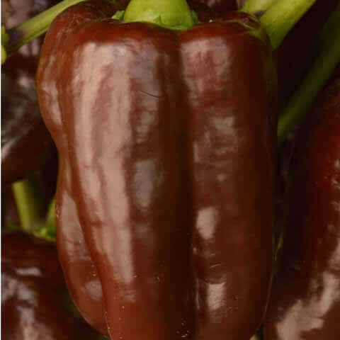 PIMIENTO DULCE Chocolate (Capsicum annuum)
