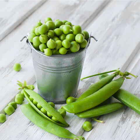 GUISANTE ENANO PETIT PROVENÇAL (Pisum sativum)