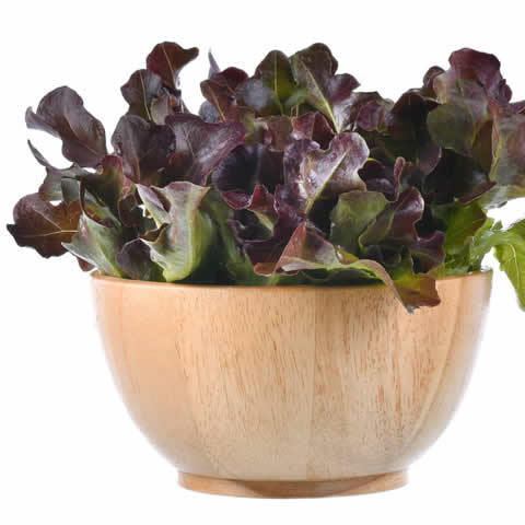 LACTUCA SATIVA - LETTUCE Red Salad Bowl