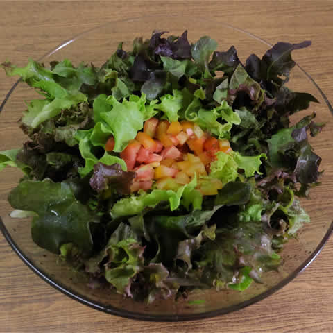 LACTUCA SATIVA - LETTUCE Red Salad Bowl