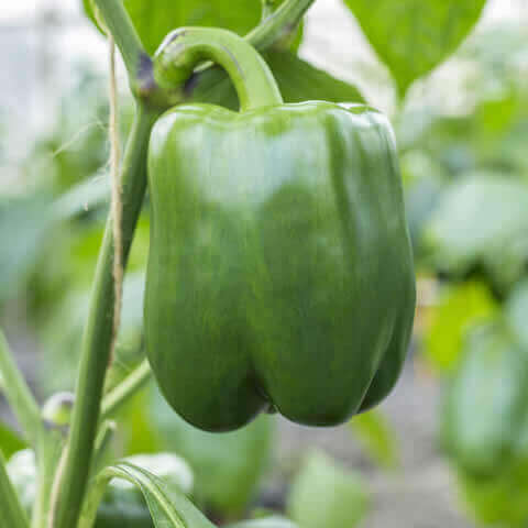 CAPSICUM ANNUUM - SWEET PEPPER California Wonder