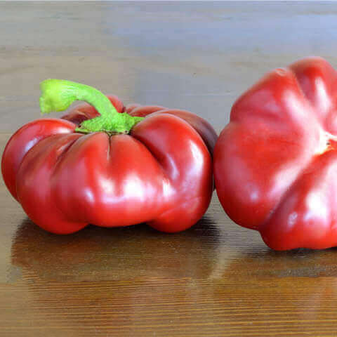 CAPSICUM ANNUUM - SWEET PEPPER Topepo Rosso