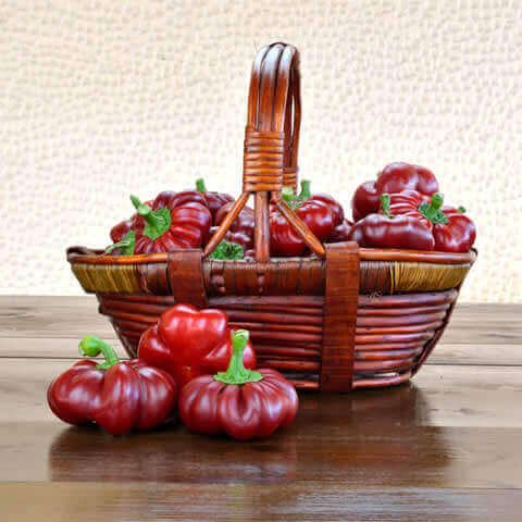 CAPSICUM ANNUUM - SWEET PEPPER Topepo Rosso
