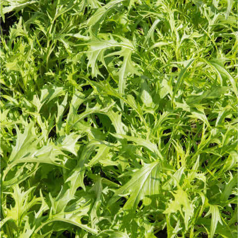MIZUNA VERDE (Brassica rapa subsp. nipposinica)
