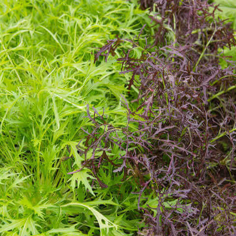 MIZUNA PÚRPURA (Brassica rapa subsp. nipposinica)