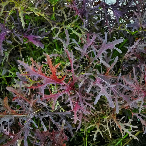 MIZUNA PÚRPURA (Brassica rapa subsp. nipposinica)