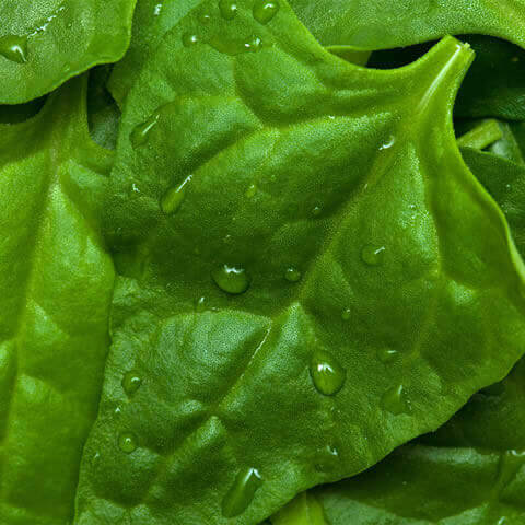 New Zealand Spinach - TETRAGONIA TETRAGONOIDES