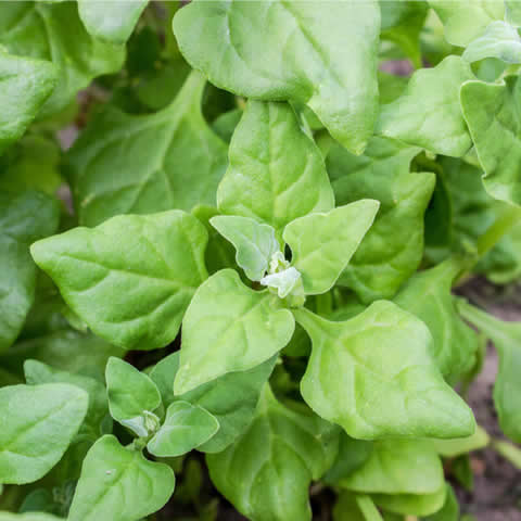 ESPINACA DE NUEVA ZELANDA - TETRAGONIA TETRAGONOIDES 