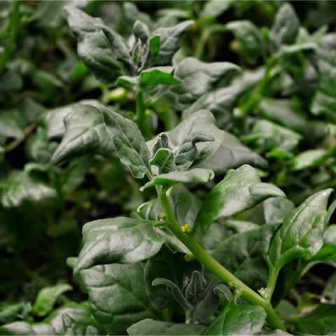 ESPINACA DE NUEVA ZELANDA - TETRAGONIA TETRAGONOIDES 