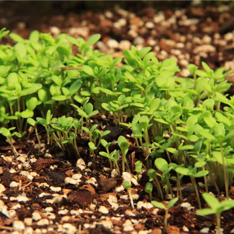 CHRYSANTHEMUM CORONARIUM