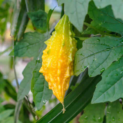 MOMORDICA CHARANTIA - Bitter melon, Bitter Gourd