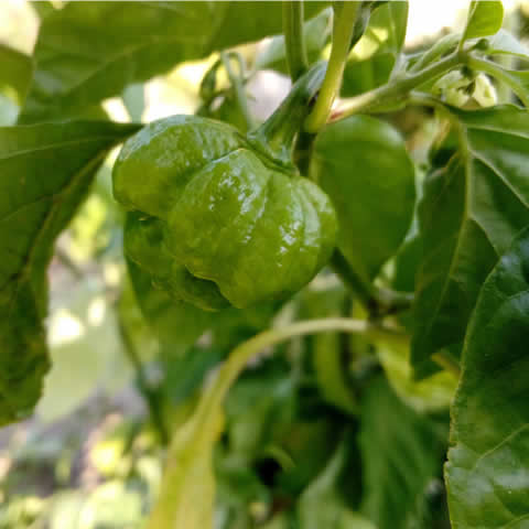 PIMIENTO PICANTE TRINIDAD MORUGA SCORPION (Capsicum annuum)