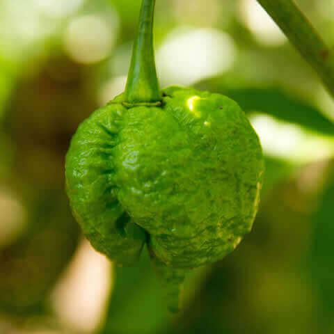 PIMIENTO PICANTE TRINIDAD MORUGA SCORPION (Capsicum annuum)