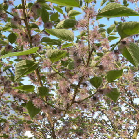 BROUSSONETIA PAPYRIFERA - Paper mulberry