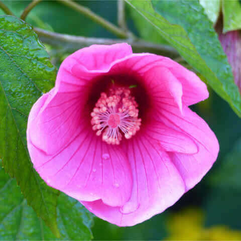 HIBISCUS MOSCHEUTOS