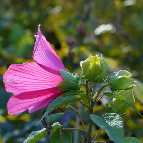 HIBISCUS MOSCHEUTOS