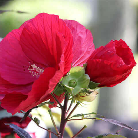 HIBISCUS MOSCHEUTOS