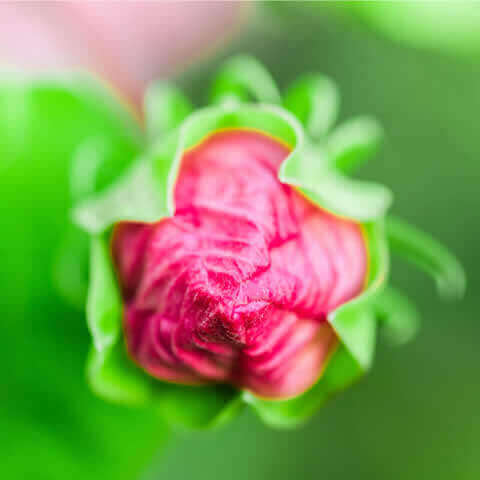HIBISCUS MOSCHEUTOS