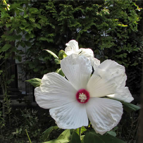 HIBISCUS MOSCHEUTOS - Swamp Rose Mallow