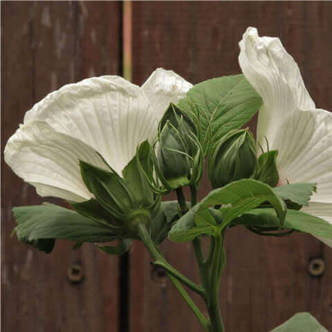 HIBISCUS MOSCHEUTOS - Swamp Rose Mallow