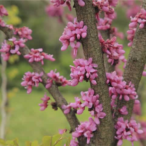 CERCIS CHINENSIS
