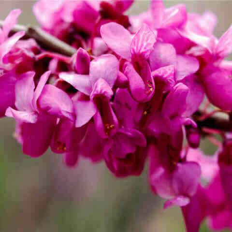 CERCIS CHINENSIS