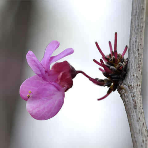 CERCIS CHINENSIS