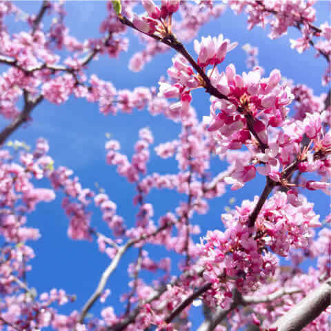 CERCIS CHINENSIS