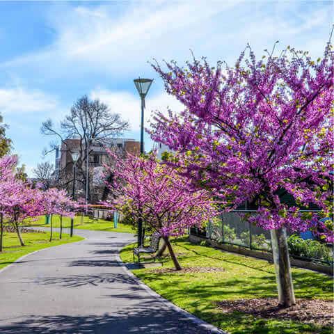 CERCIS CHINENSIS