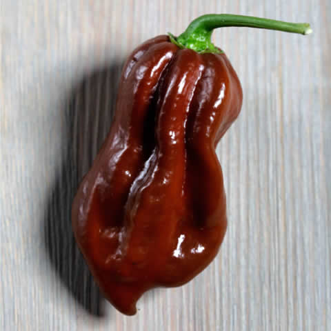 PIMIENTO PICANTE HABANERO CHOCOLATE (Capsicum annuum)