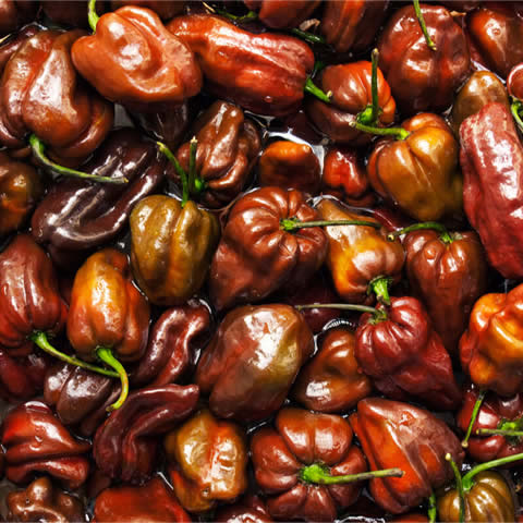 CAPSICUM CHINENSE - CHILE HABANERO CHOCOLATE