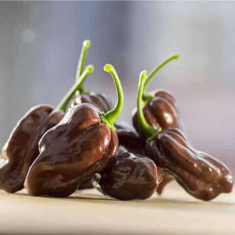 PIMIENTO PICANTE HABANERO CHOCOLATE (Capsicum annuum)