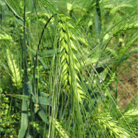TRITICUM AESTIVUM