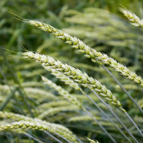 TRITICUM AESTIVUM