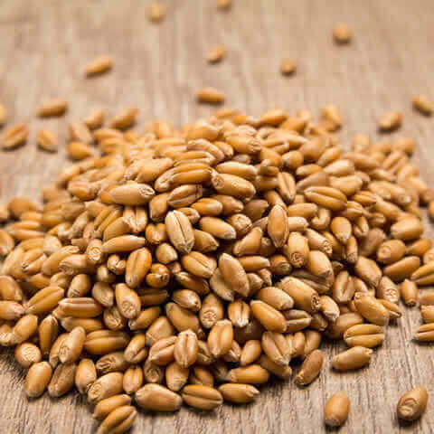 TRITICUM AESTIVUM