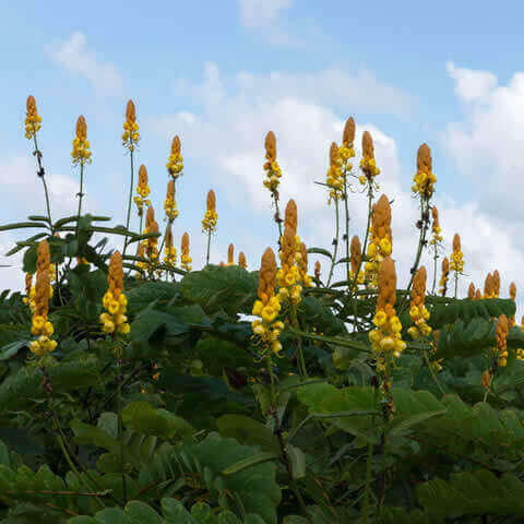 SENNA ALATA - Flor del secreto