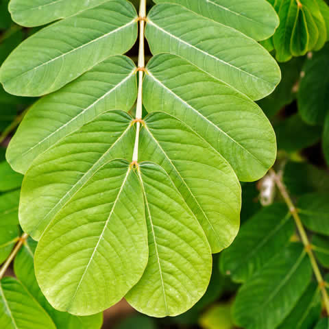 SENNA ALATA