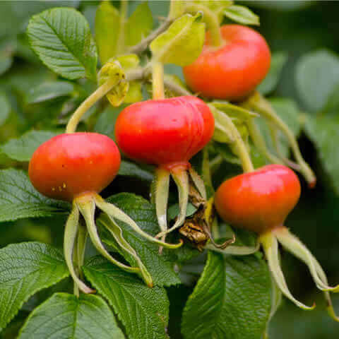 ROSA RUGOSA ALBA - Rosier blanc du Japon