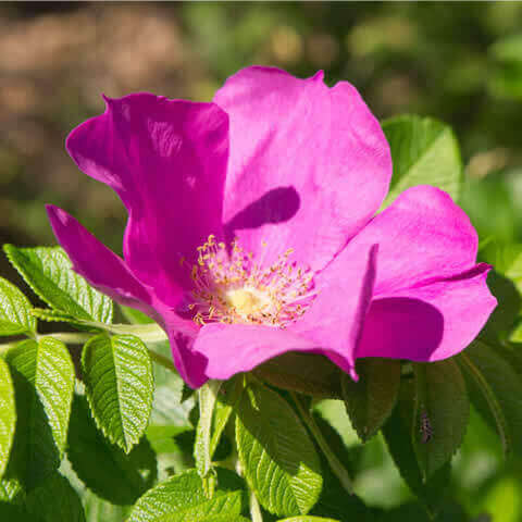 ROSA RUGOSA