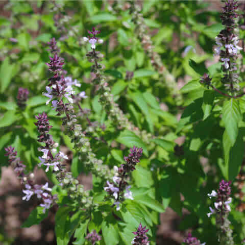 OCIMUM BASILICUM Cinnamon - Mexican Spice Basil