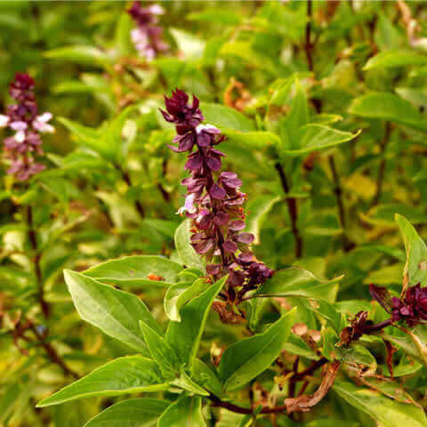 OCIMUM BASILICUM Cinnamon