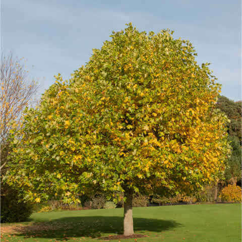 LIRIODENDRON TULIPIFERA