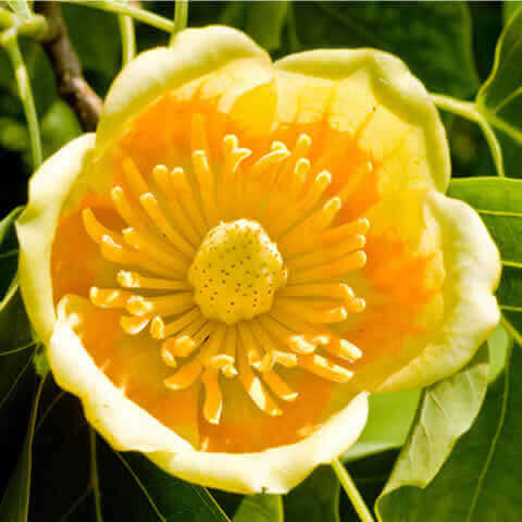 LIRIODENDRON TULIPIFERA