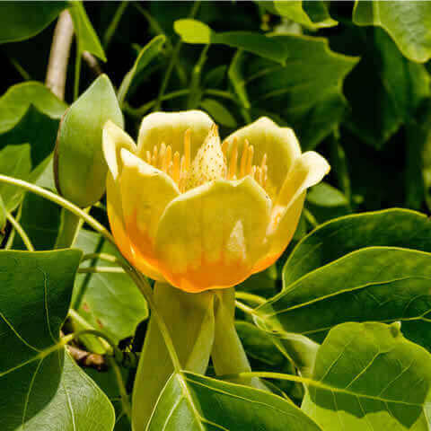 LIRIODENDRON TULIPIFERA