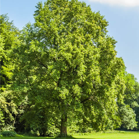 LIRIODENDRON TULIPIFERA
