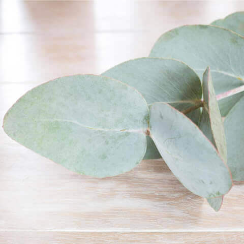 EUCALYPTUS CINEREA