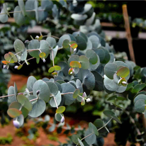 EUCALYPTUS CINEREA