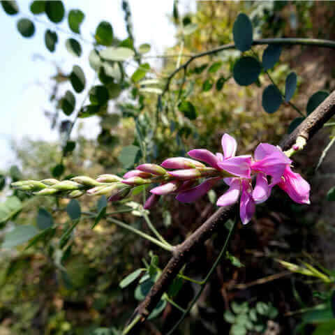 INDIGOFERA TINCTORIA